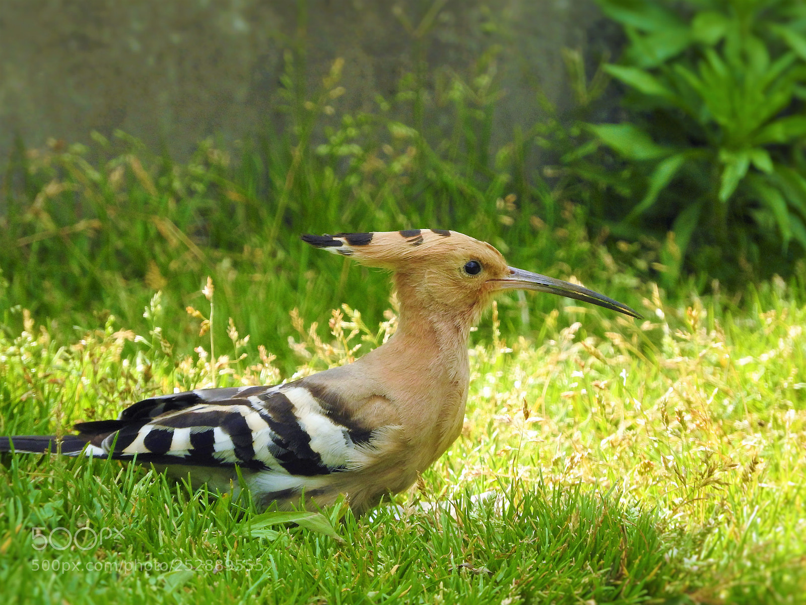 Nikon Coolpix P610 sample photo. Woodpecker photography