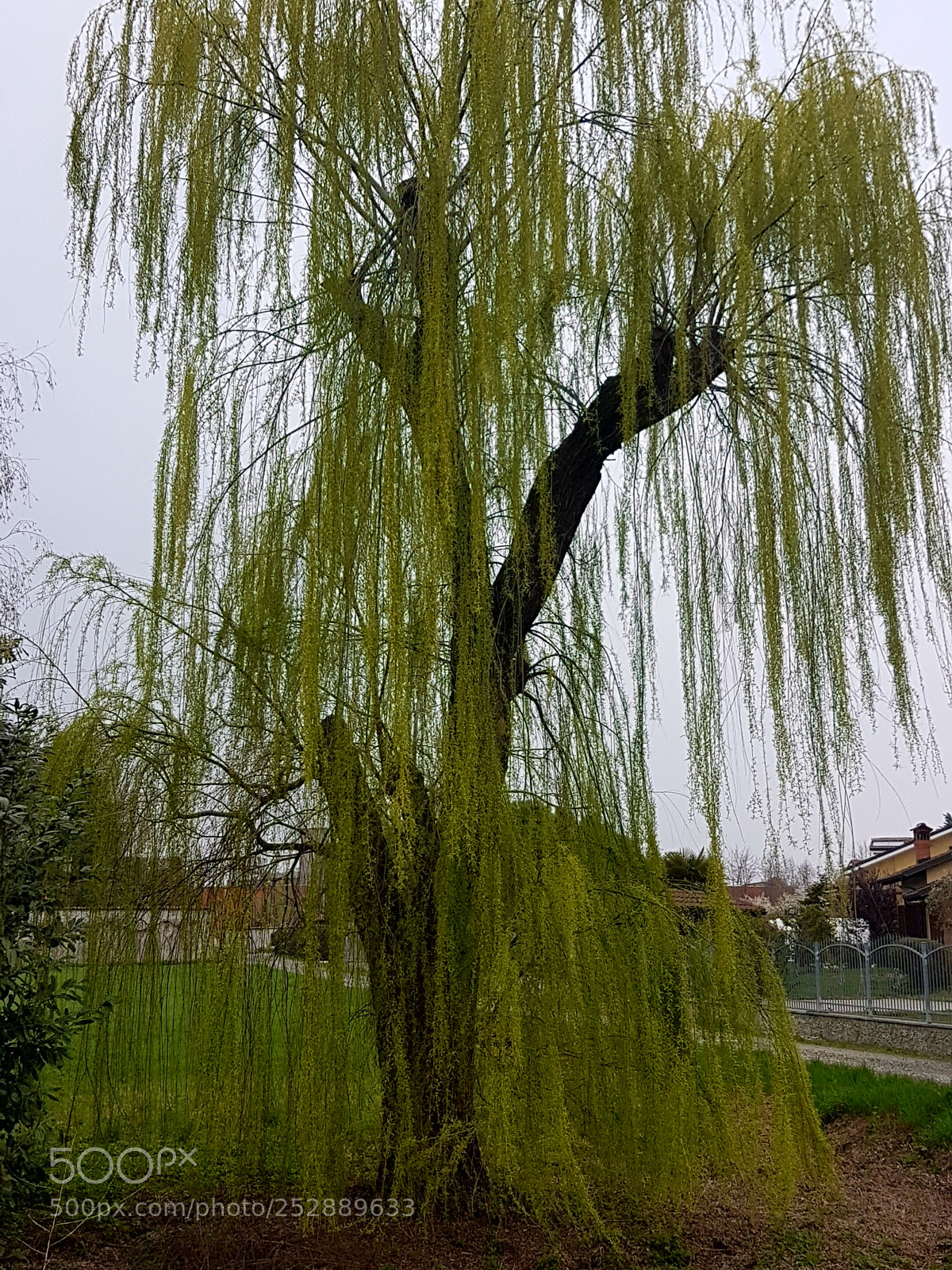 Samsung Galaxy S7 Edge sample photo. Tree photography