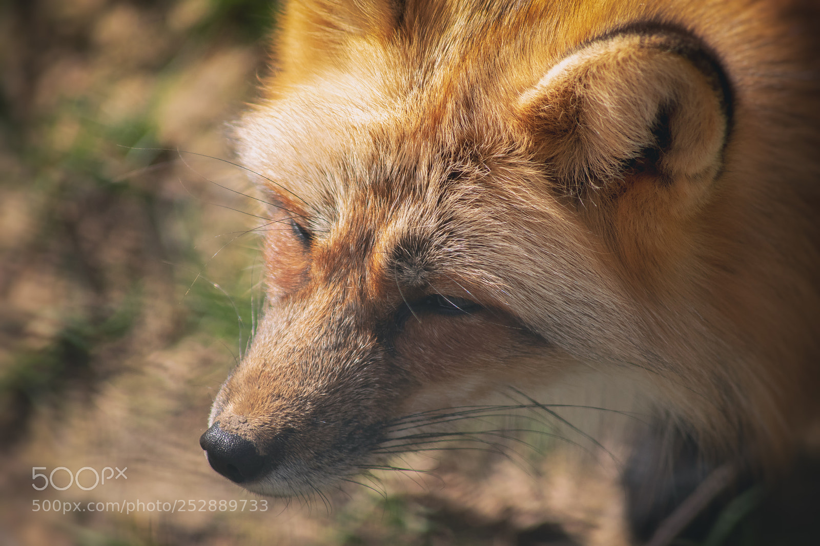 Nikon D5500 sample photo. Fox photography