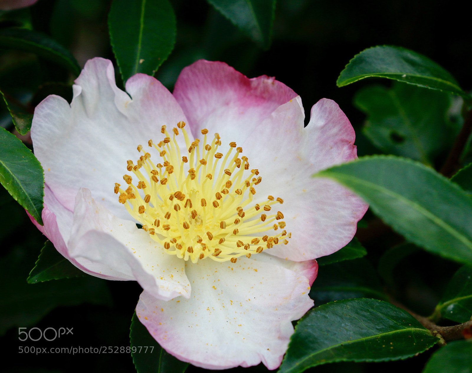 Canon EOS 70D sample photo. Untitled photography