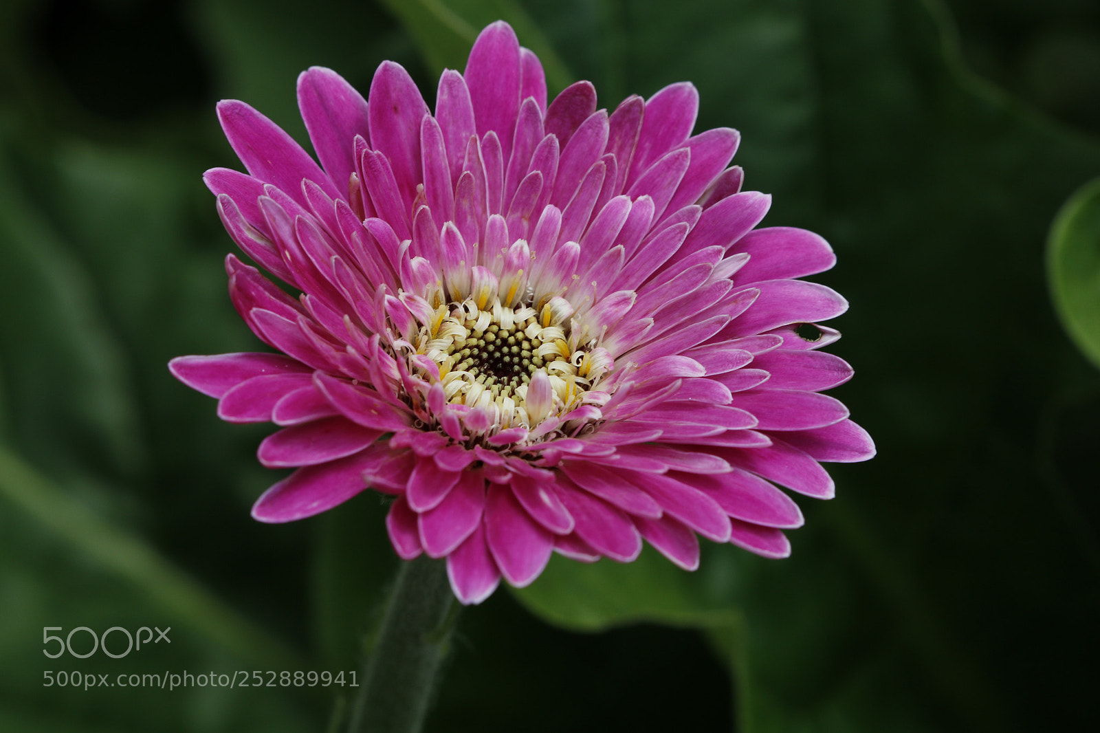 Canon EOS 70D sample photo. Untitled photography