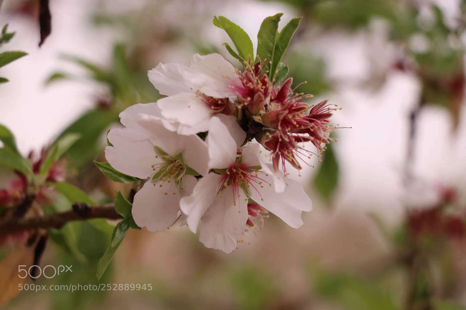 Canon EOS 80D sample photo. Bloom photography