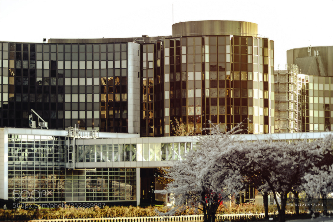 Sony a99 II sample photo. White blooming trees on photography
