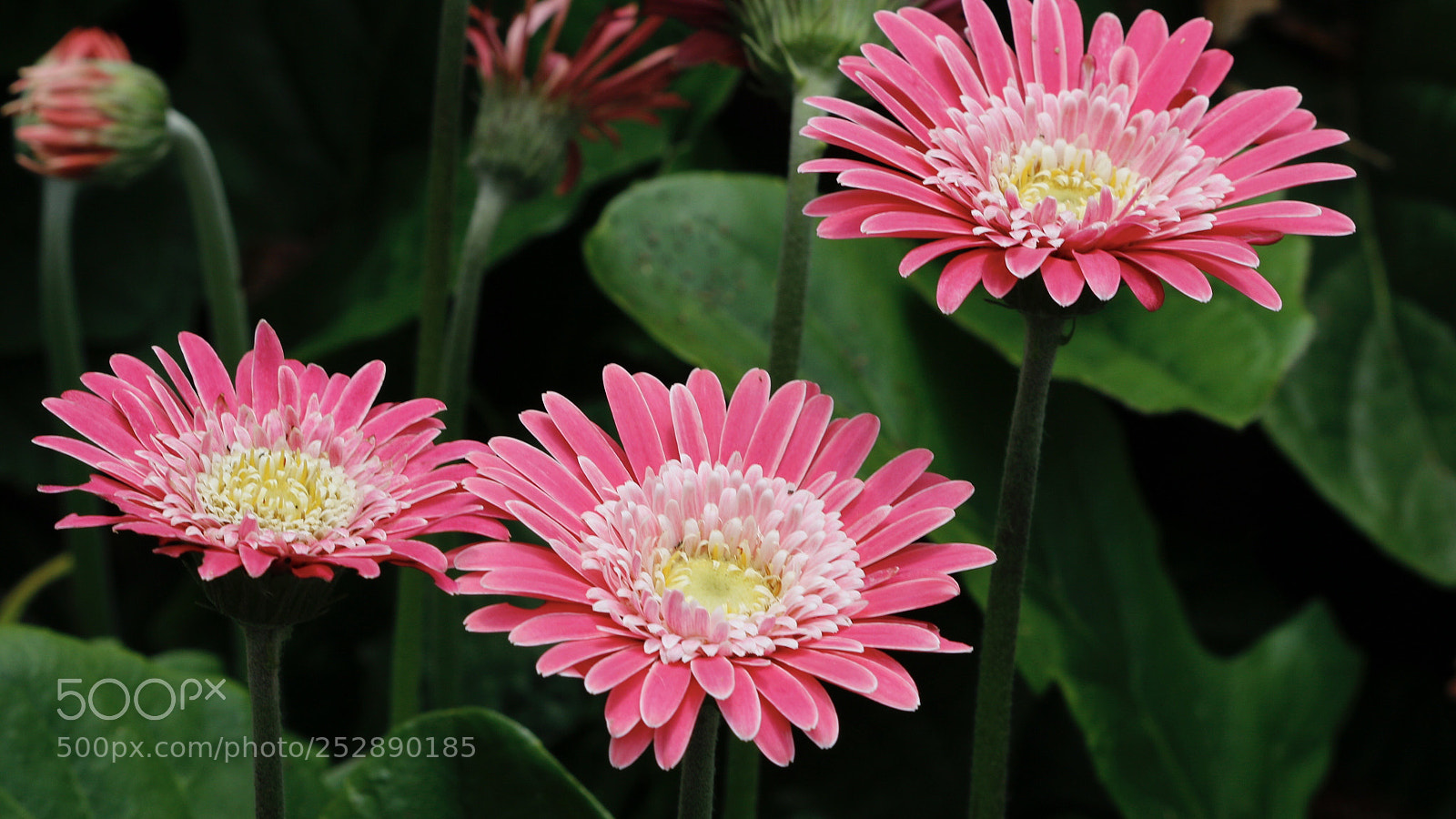 Canon EOS 70D sample photo. Untitled photography