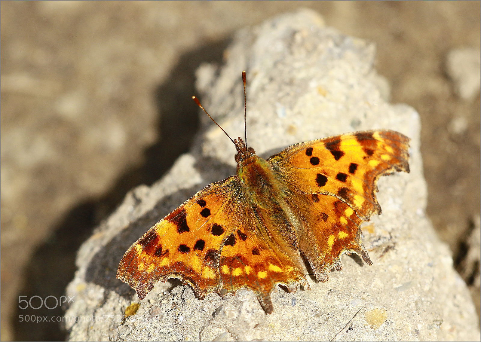 Canon EOS 7D Mark II sample photo. Aux couleurs du printemps photography