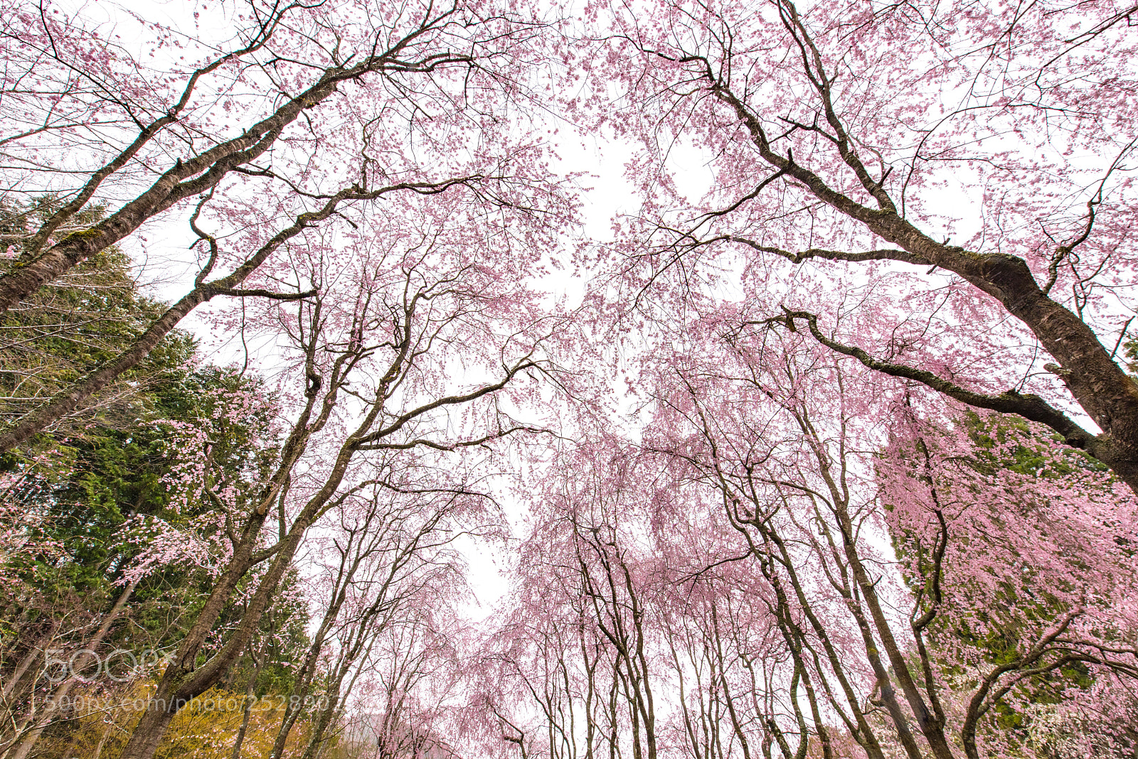 Nikon D810 sample photo. Weeping cherry photography