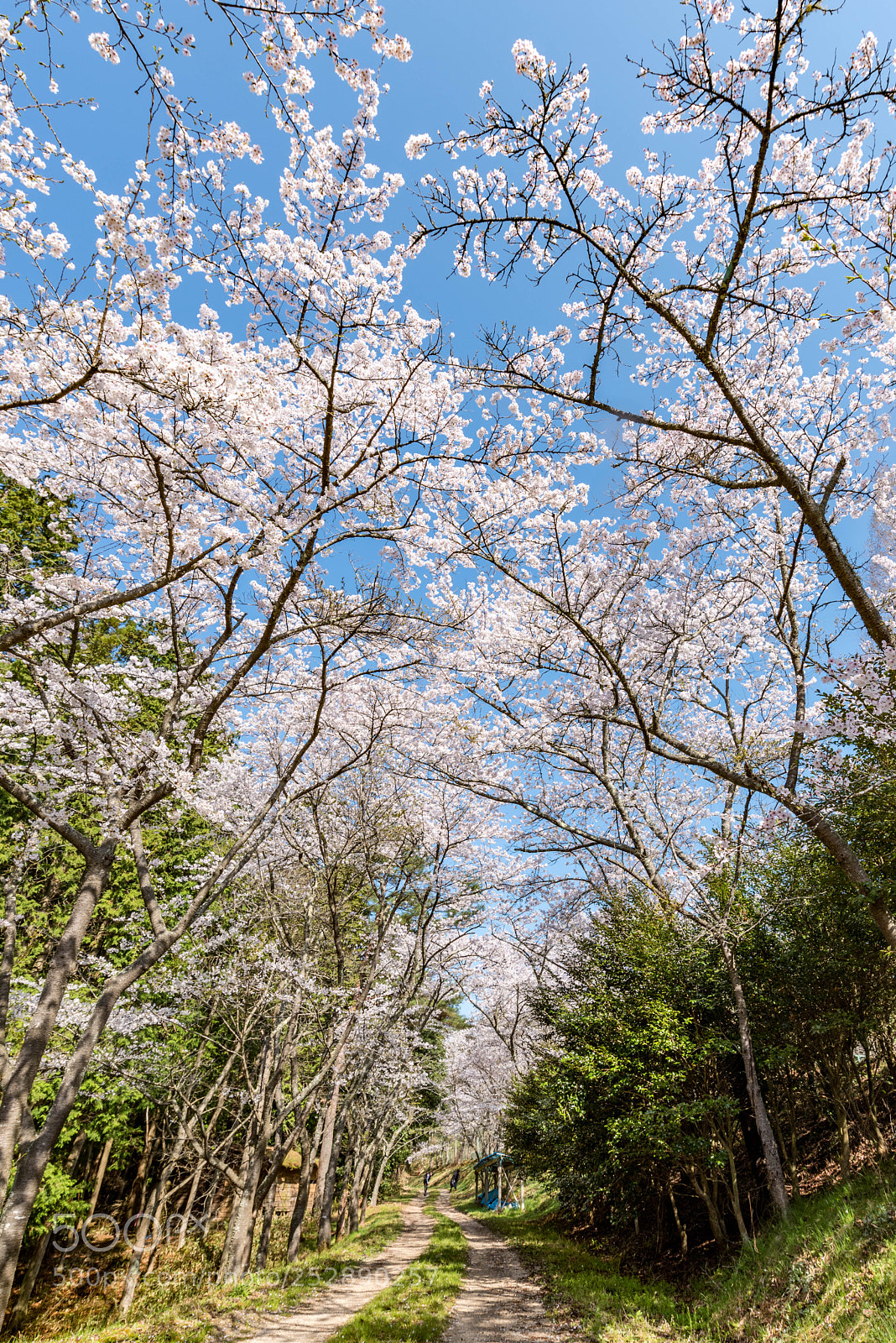 Nikon D810 sample photo. Spring of the road photography