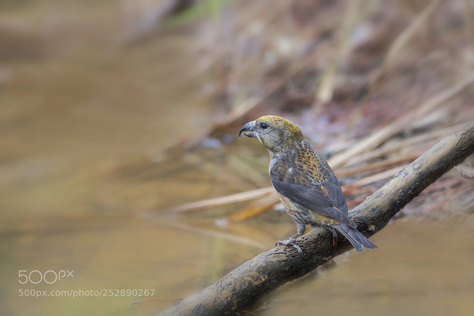 Nikon D4 sample photo. Red crossbill (jv-m) photography