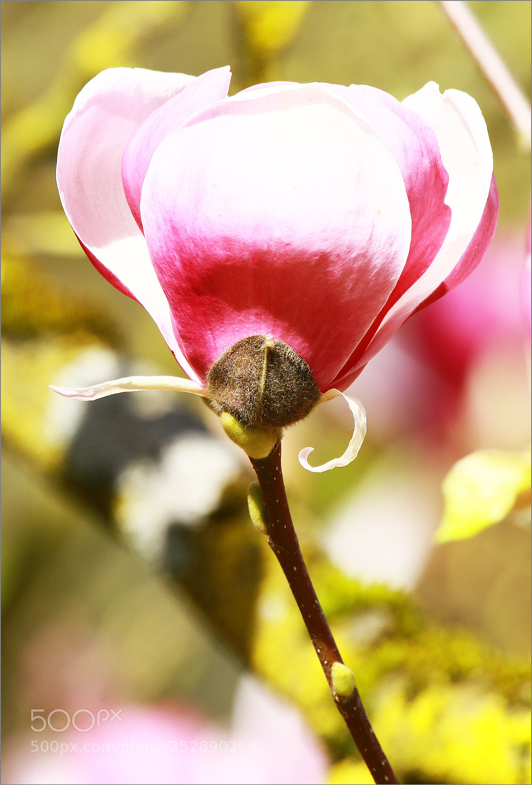 Canon EOS 7D Mark II sample photo. Aux couleurs du printemps photography