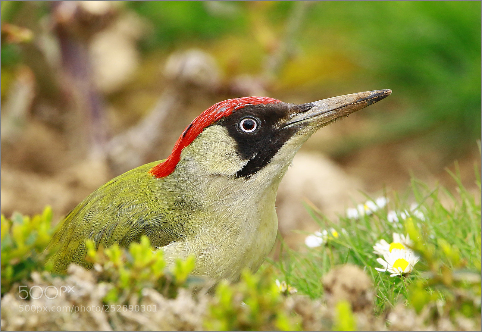 Canon EOS 7D Mark II sample photo. Aux couleurs du printemps photography