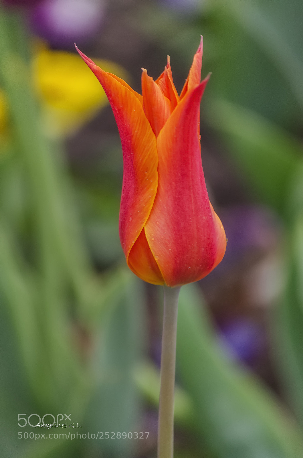 Nikon D5100 sample photo. Tulipan naranja photography