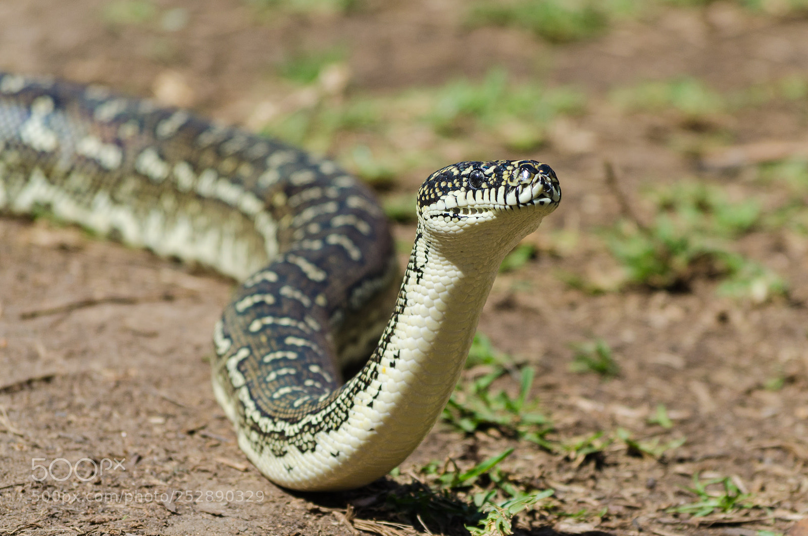 Nikon D5100 sample photo. Australian snake - diamond photography