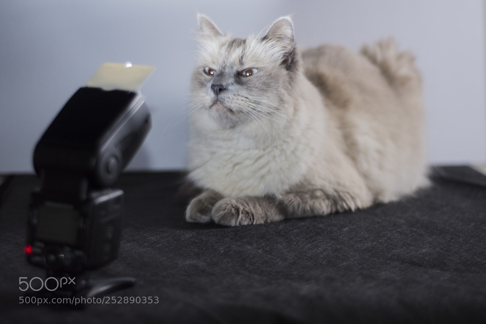 Nikon D7200 sample photo. Curious cat staring at photography
