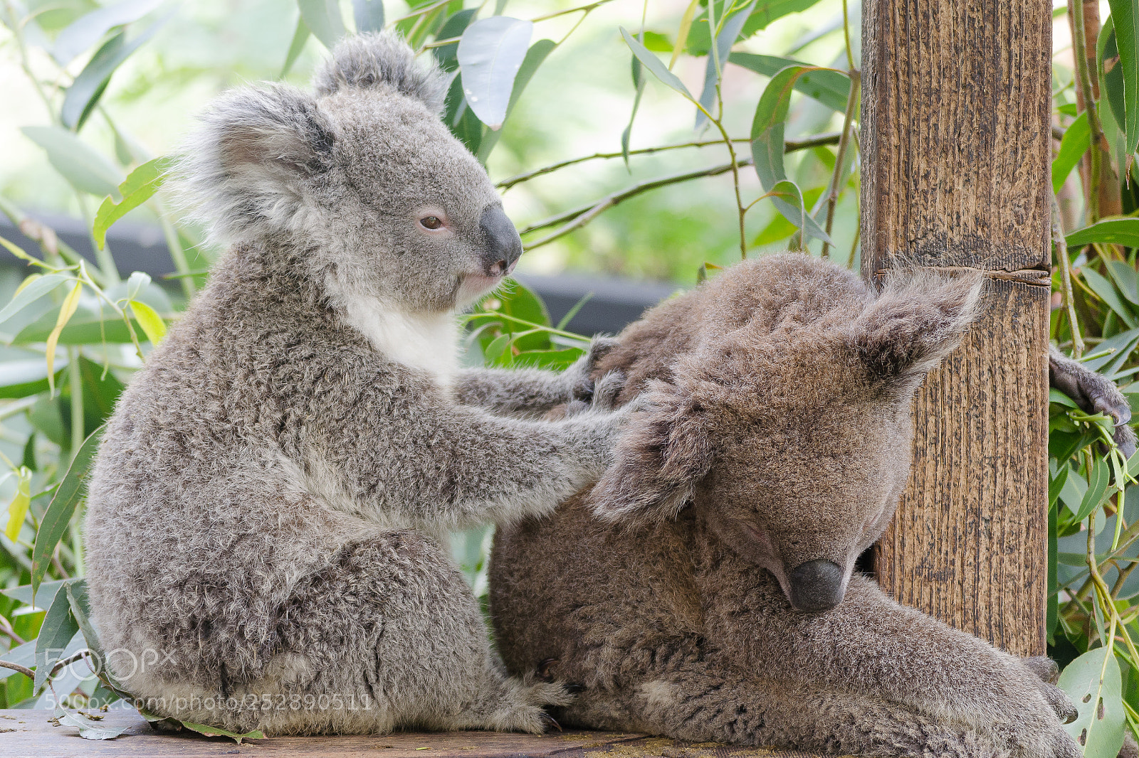 Nikon D5100 sample photo. Koala australian native endangered photography