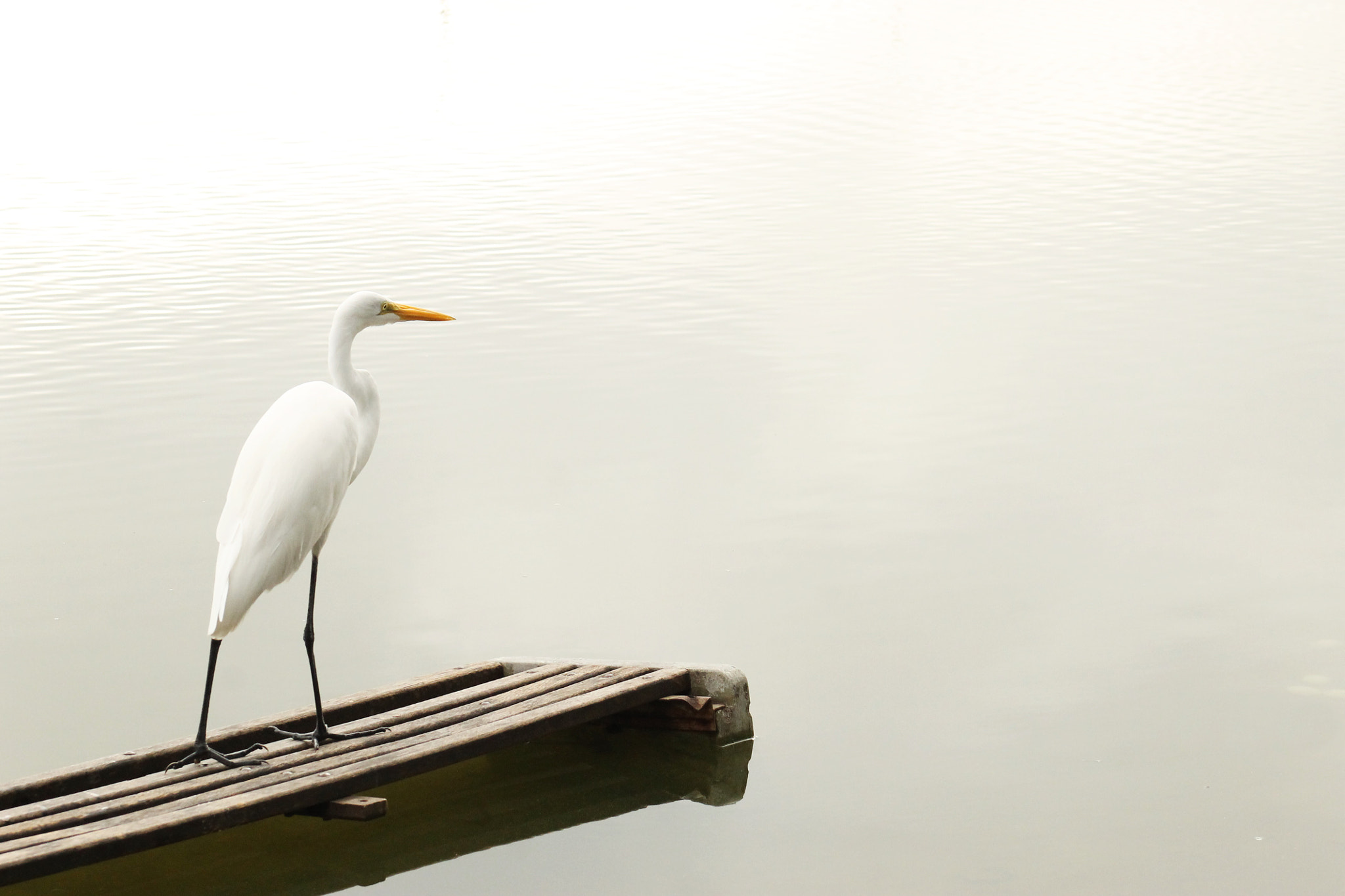 Canon EF 75-300mm f/4-5.6 USM sample photo. The heron photography