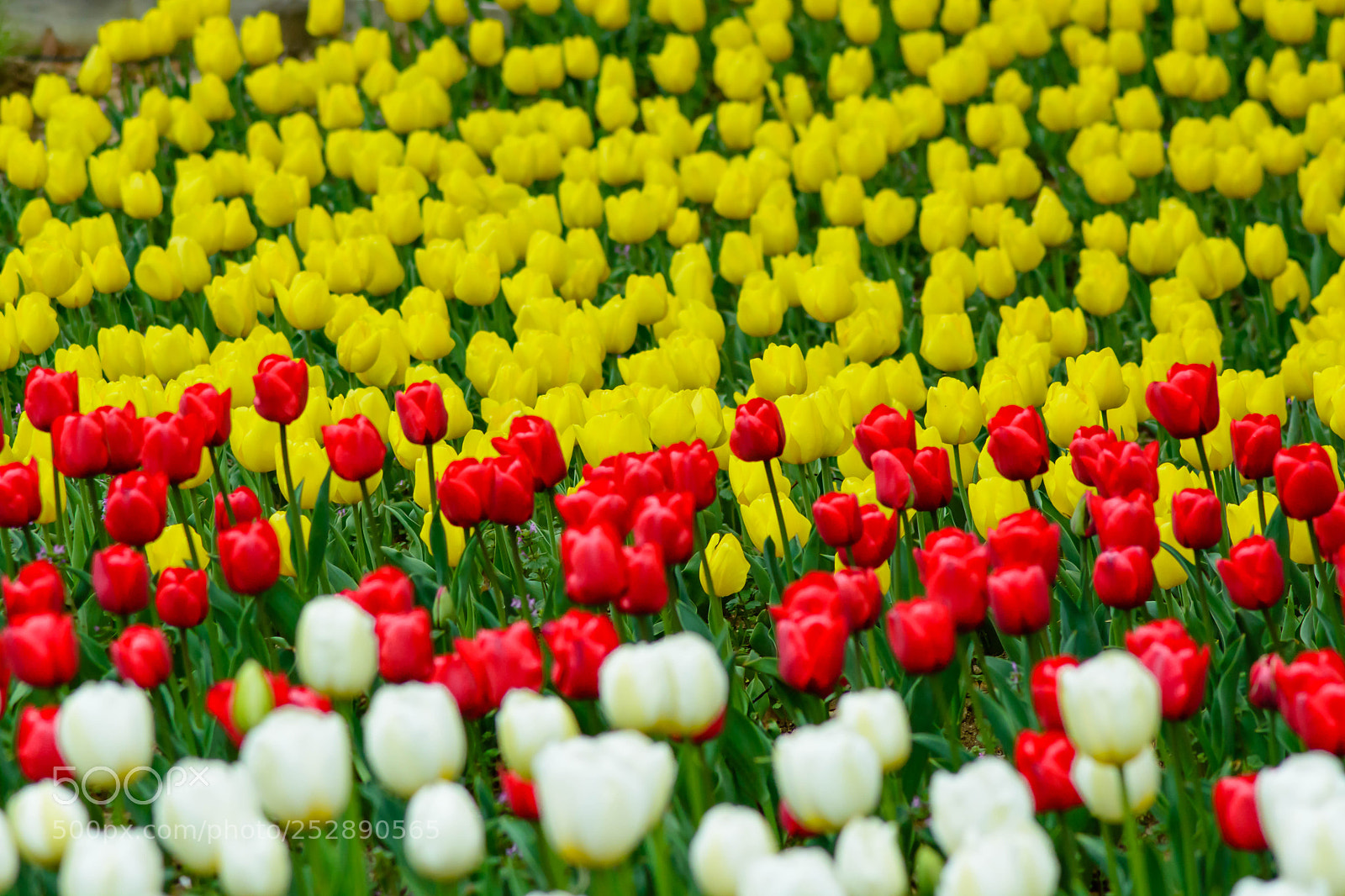Nikon D5200 sample photo. チューリップ畑 photography