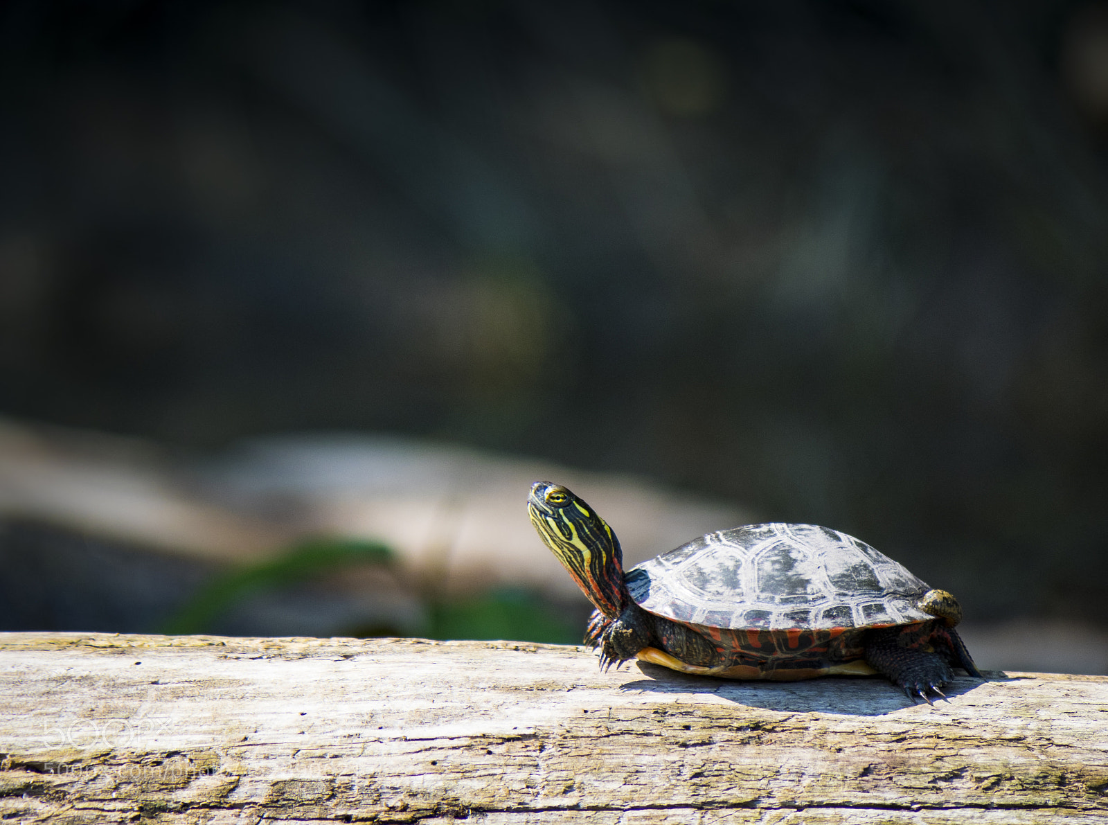Olympus OM-D E-M1 sample photo. Painted turtle on wood photography