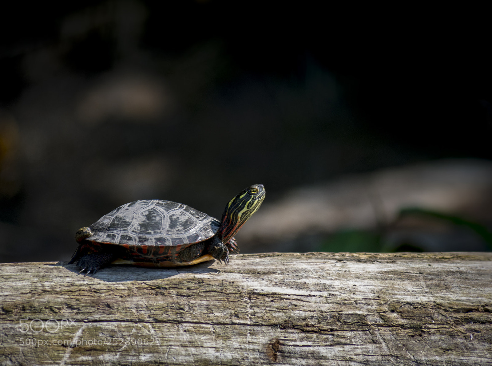 Olympus OM-D E-M1 sample photo. Wildlife photography
