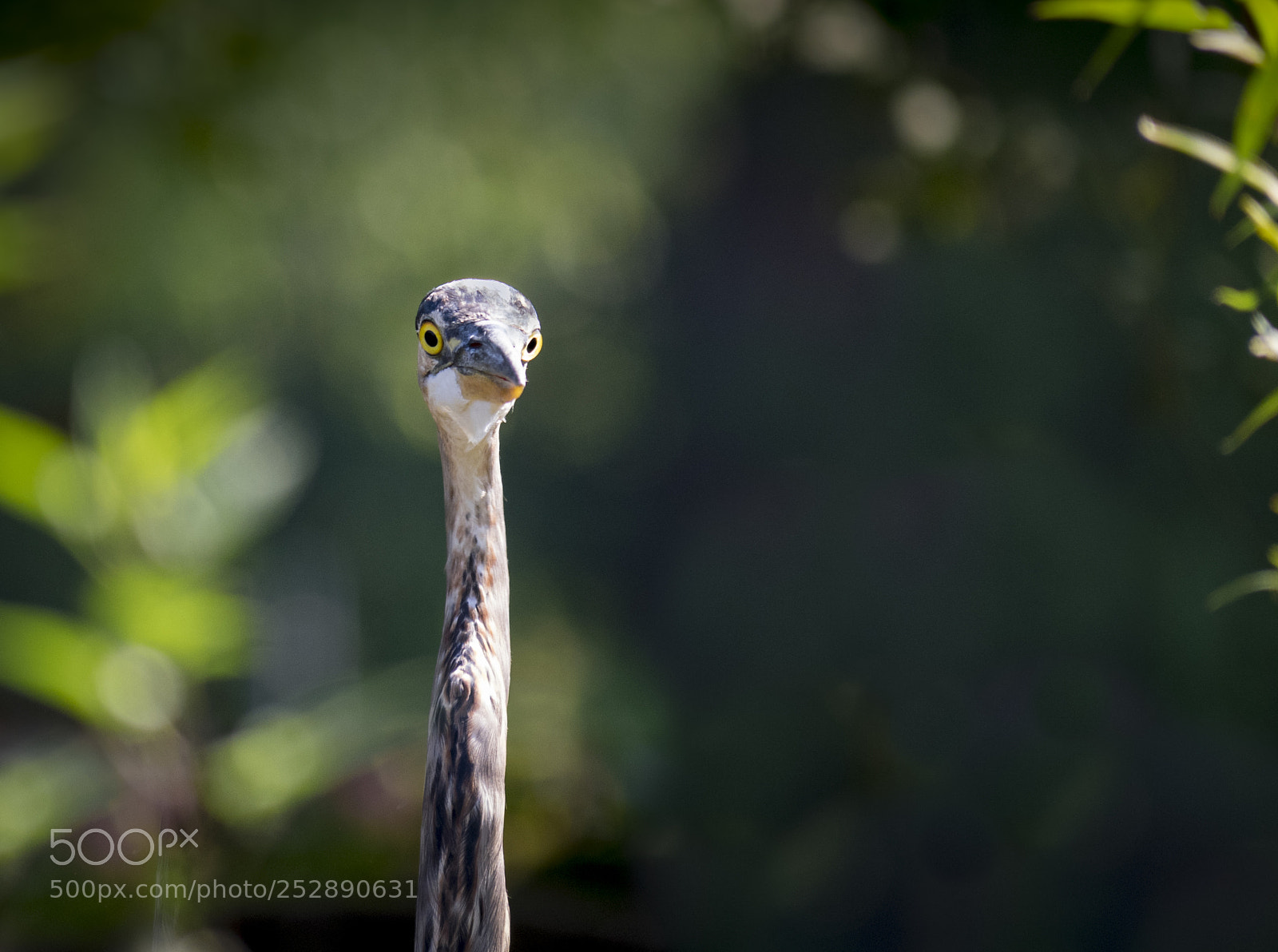 Olympus OM-D E-M1 sample photo. Great blue heron photography