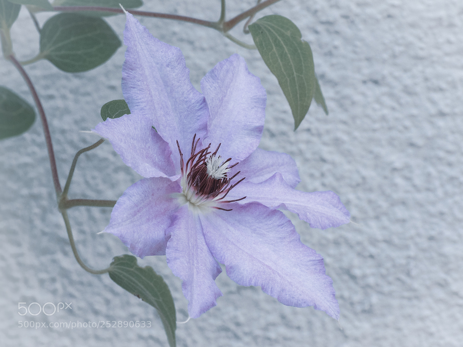 Olympus OM-D E-M1 sample photo. Beautiful clematis photography