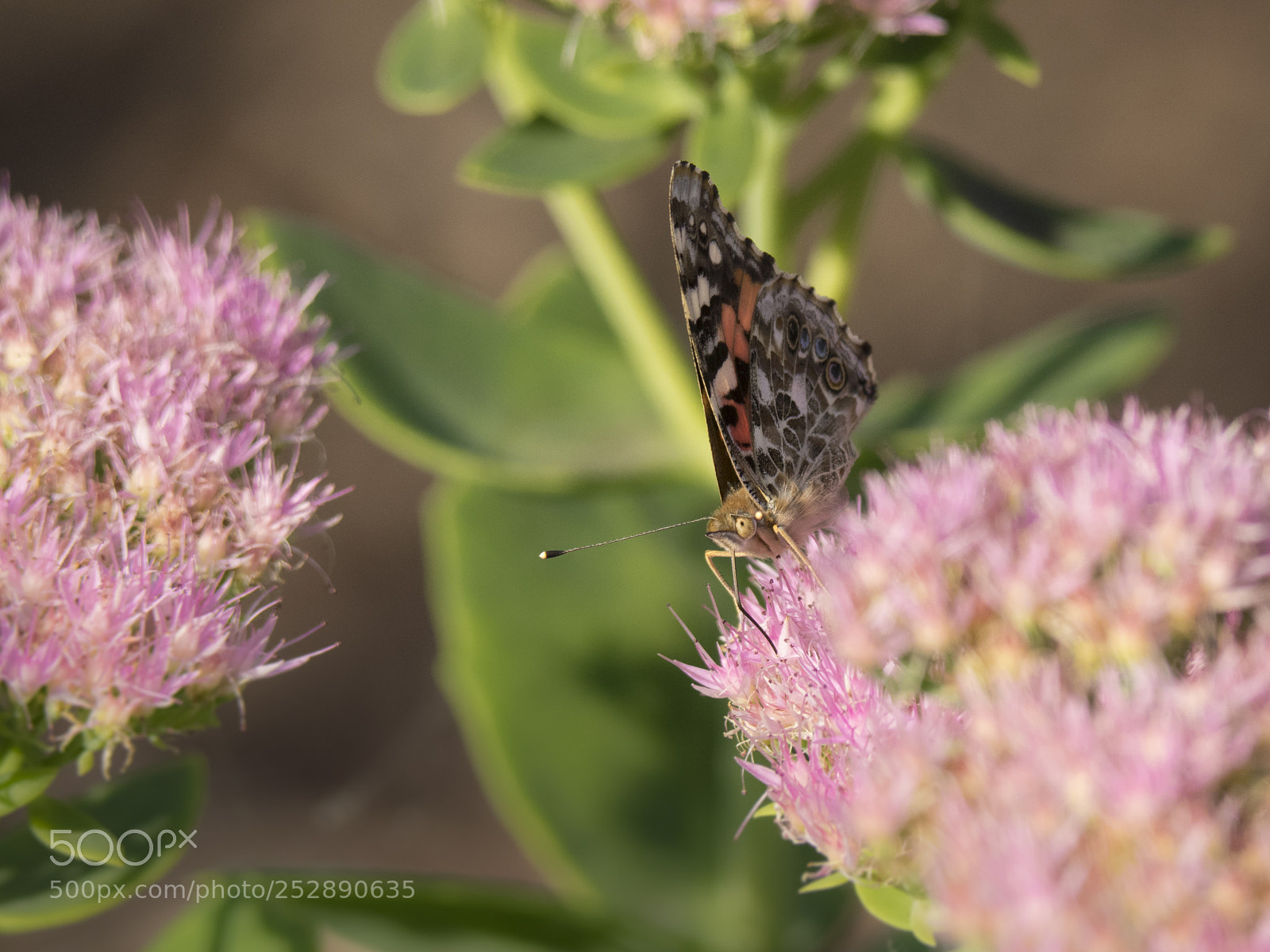 Olympus OM-D E-M1 sample photo. Painted lady butterfly on photography