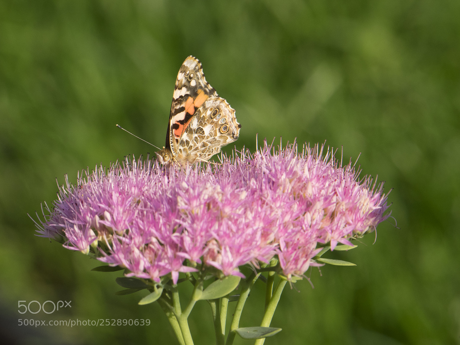 Olympus OM-D E-M1 sample photo. Painted lady butterfly on photography