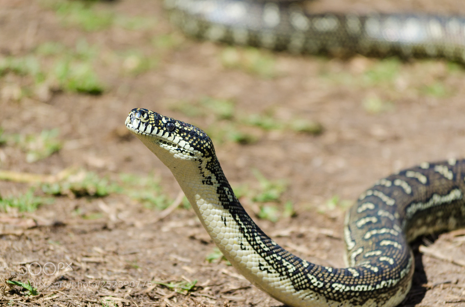 Nikon D5100 sample photo. Australian snake - diamond photography