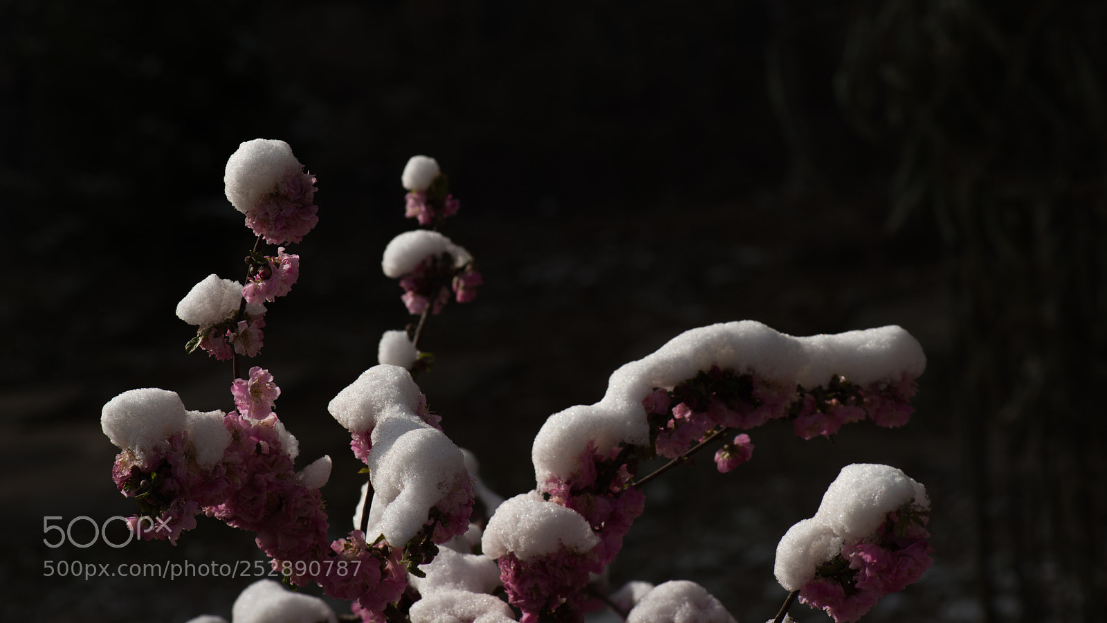 Nikon D800E sample photo. Life is still brilliant photography
