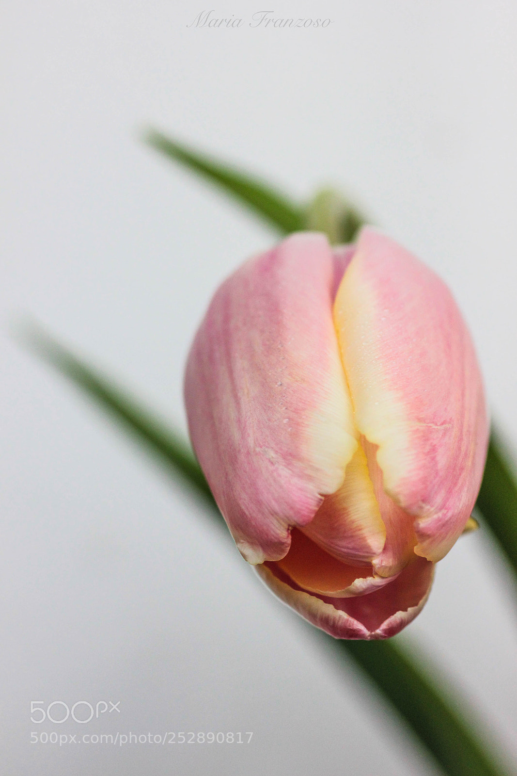 Canon EOS 600D (Rebel EOS T3i / EOS Kiss X5) sample photo. L'inchino photography