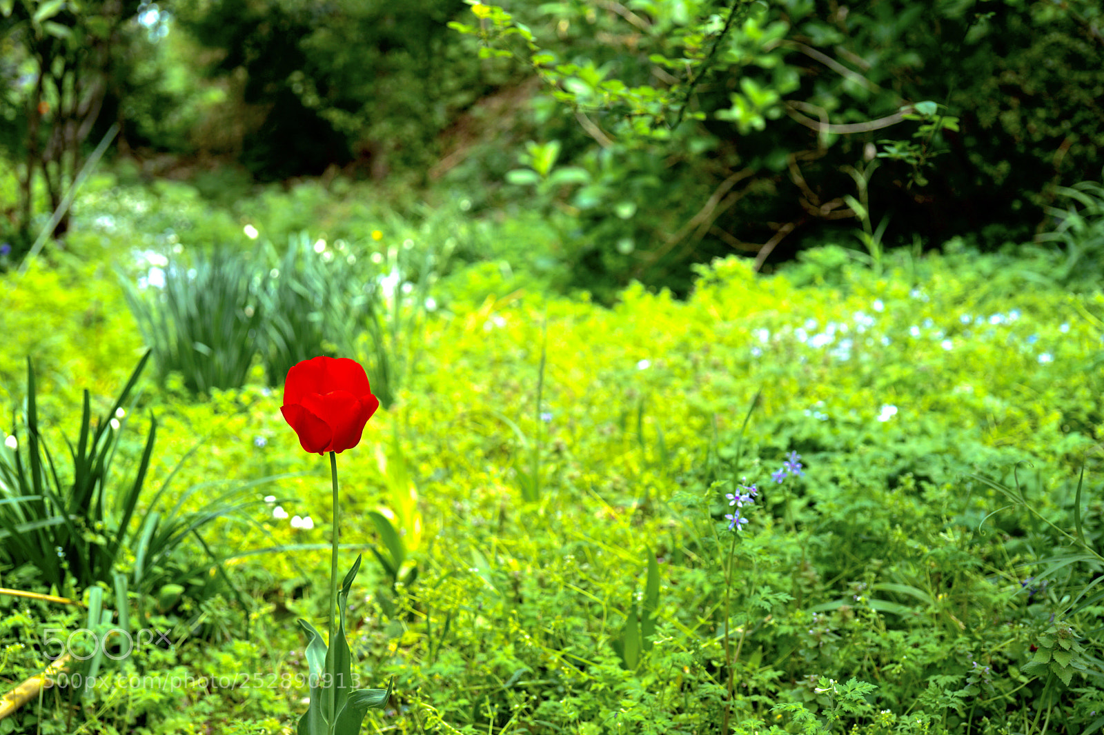 Sony a7 II sample photo. A lone red female photography