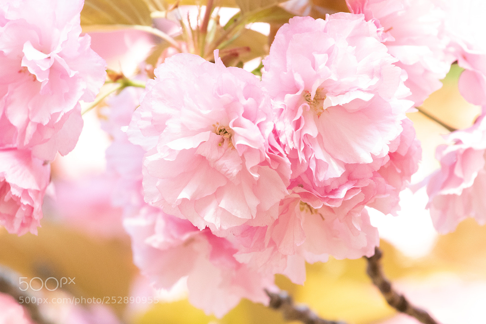 Canon EOS 7D Mark II sample photo. Double cherry photography