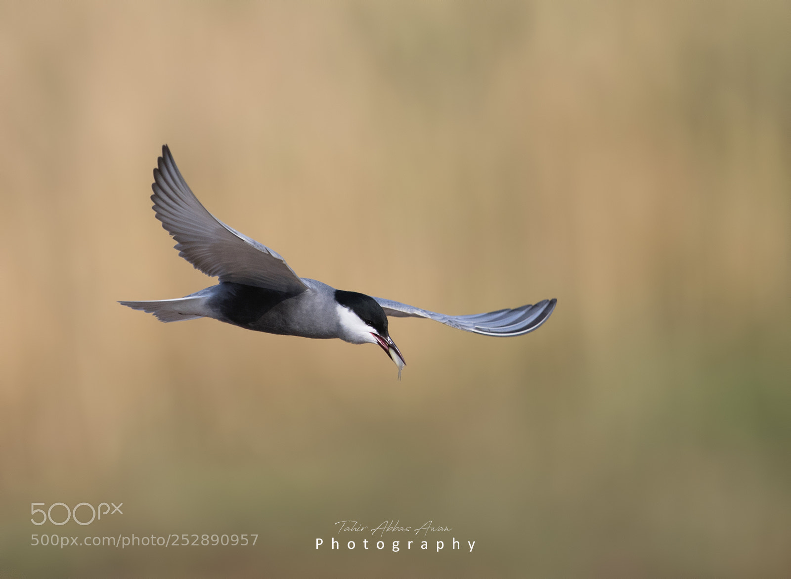 Nikon D850 sample photo. Whiskered tern (chlidonias hybrida) photography