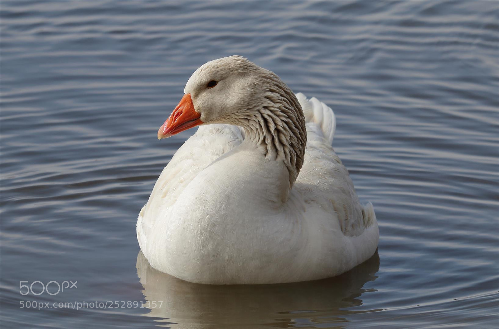 Canon EOS 70D sample photo. Angelo iacovella - amateur photography