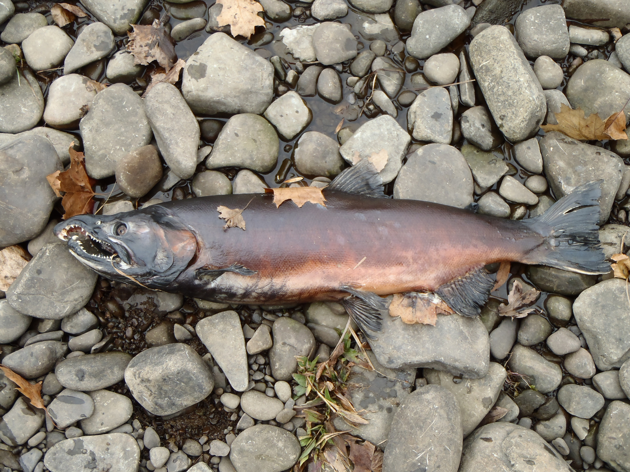 Olympus TG-810 sample photo. Angelo iacovella - salmon river new york photography