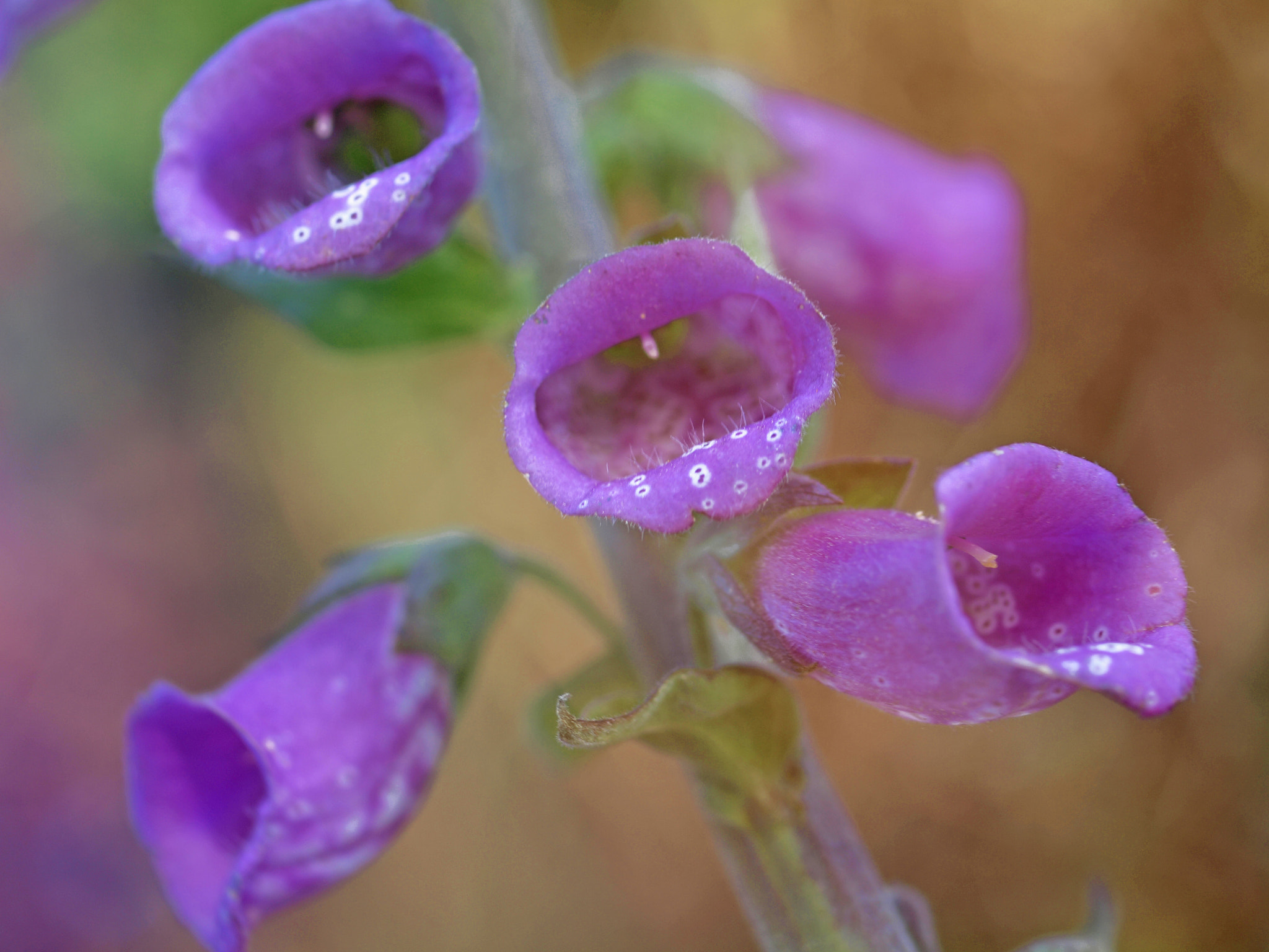 Olympus E-30 sample photo. Dedaleras photography