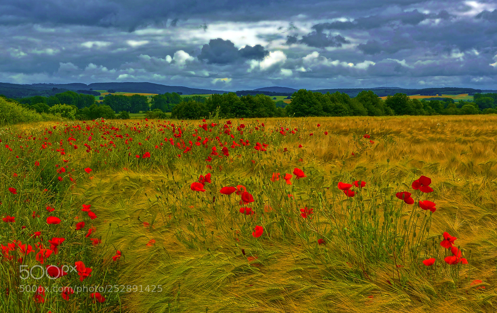 Sony SLT-A77 sample photo. Red poppy photography