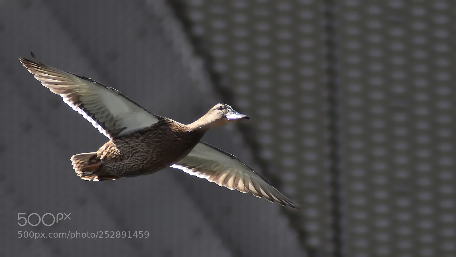 Nikon D3400 sample photo. City duck...:-) photography
