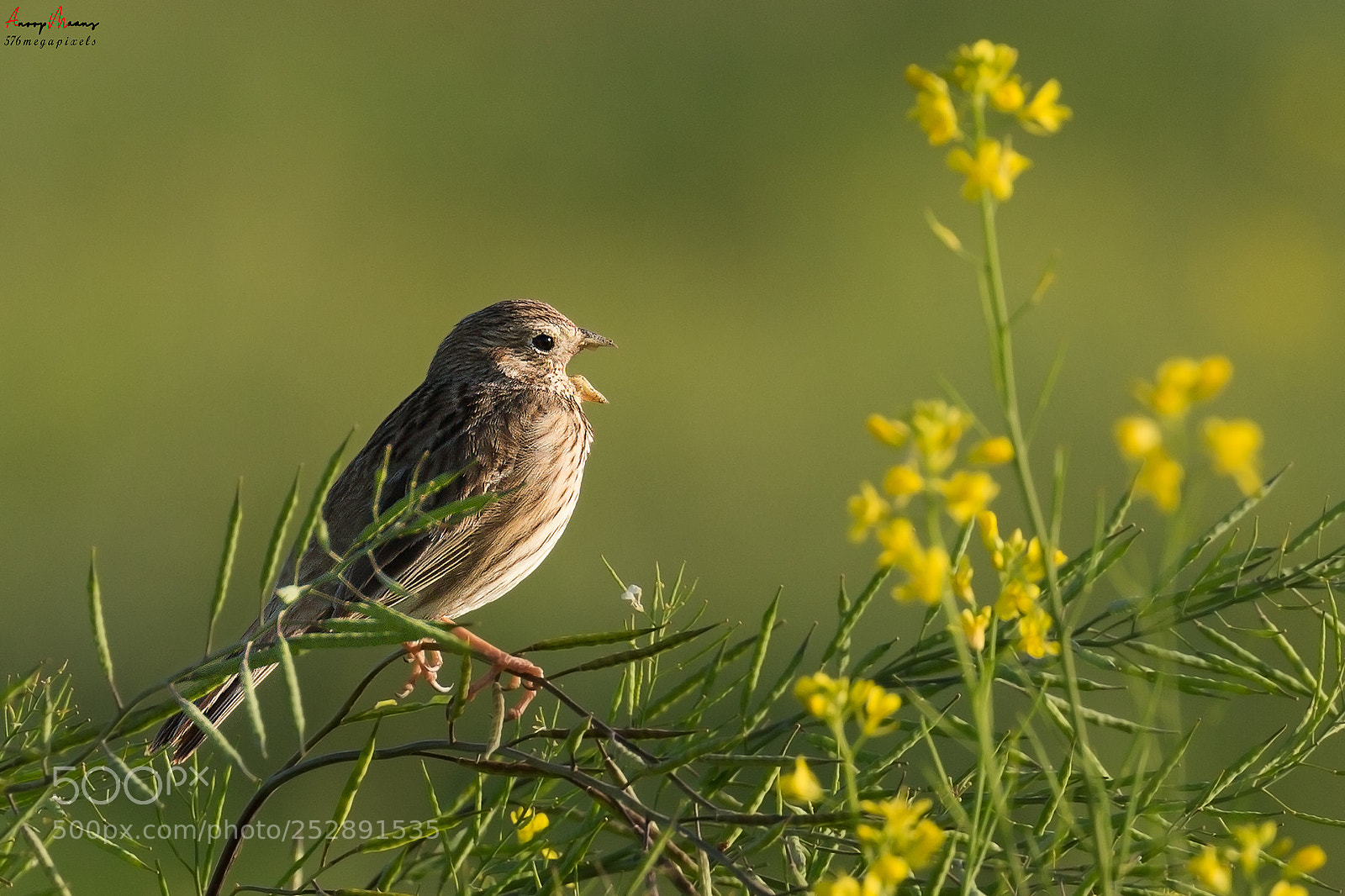 Canon EOS 70D sample photo. Bunting corn photography
