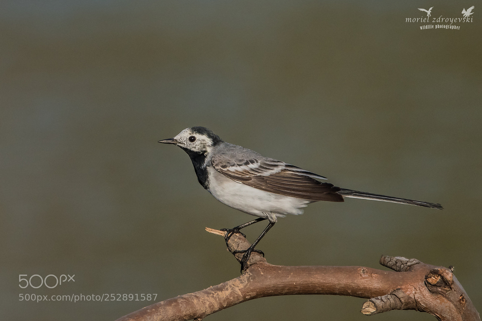 Nikon D5500 sample photo. White wagtail photography