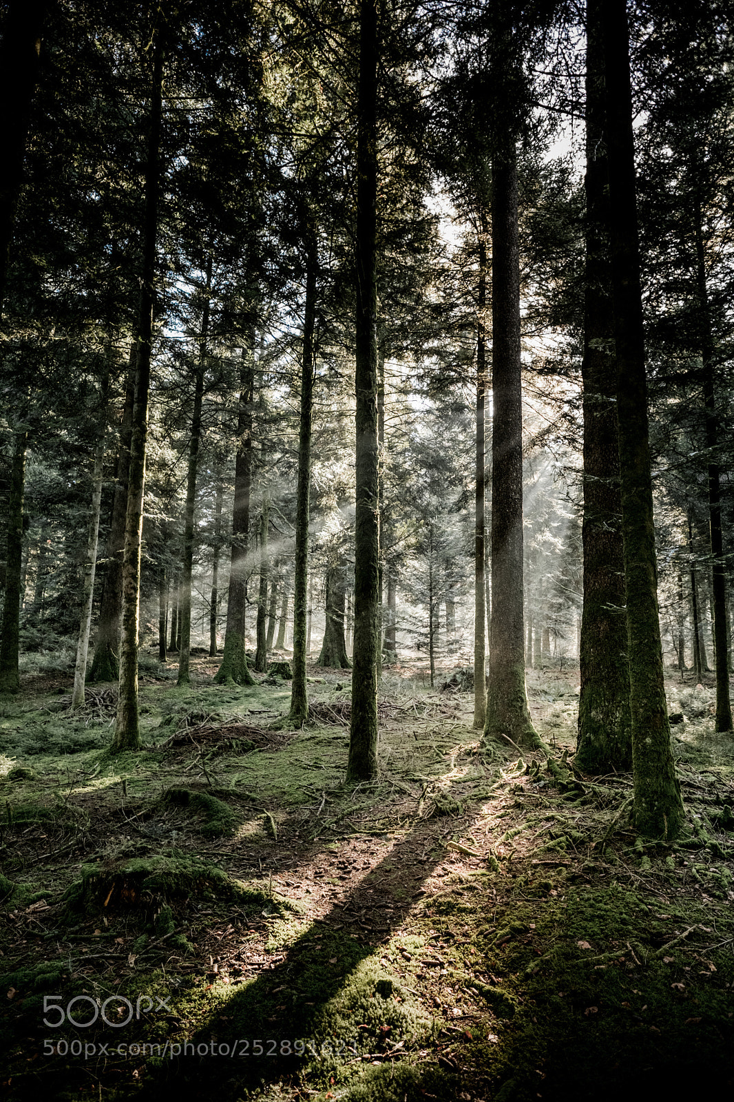 Fujifilm X-T2 sample photo. Forêt suisse photography