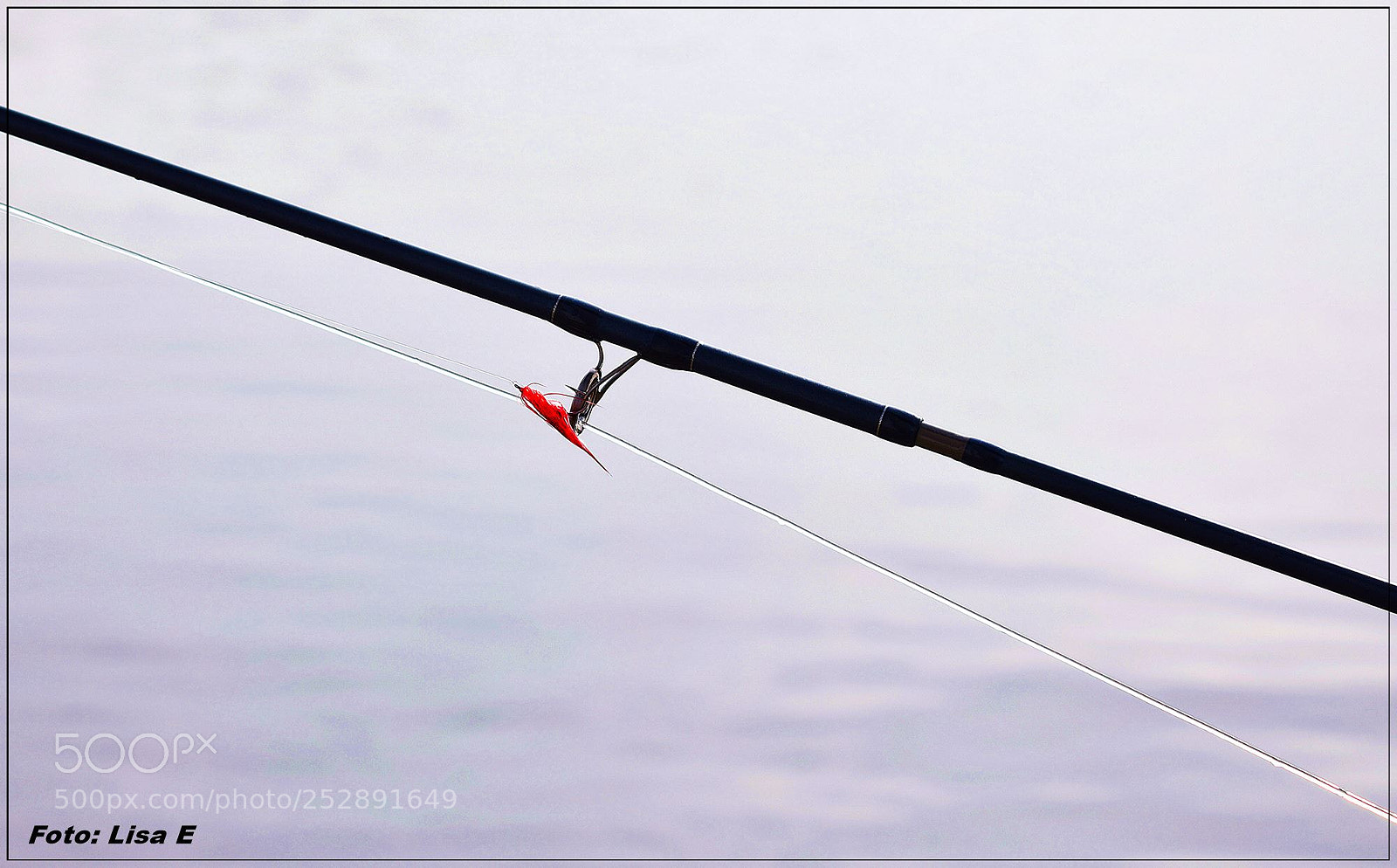Nikon D3300 sample photo. Fly photography