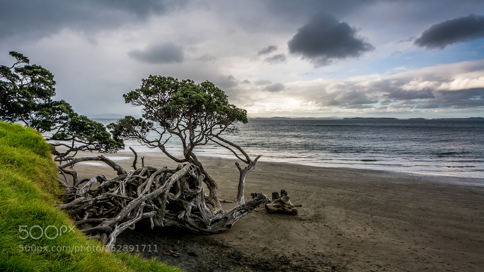 Nikon D7100 sample photo. Tree on the beach photography