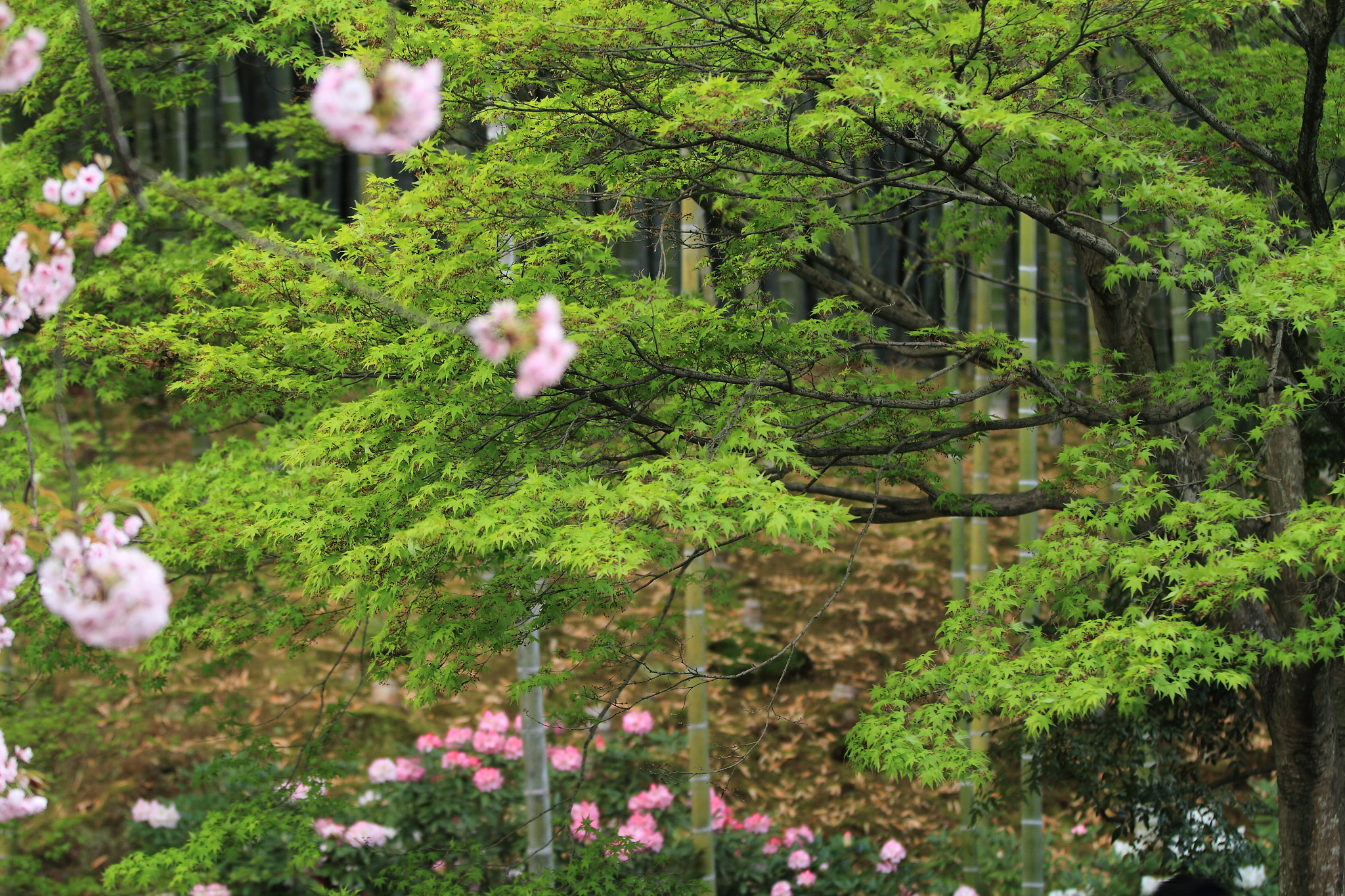 Canon EOS 7D sample photo