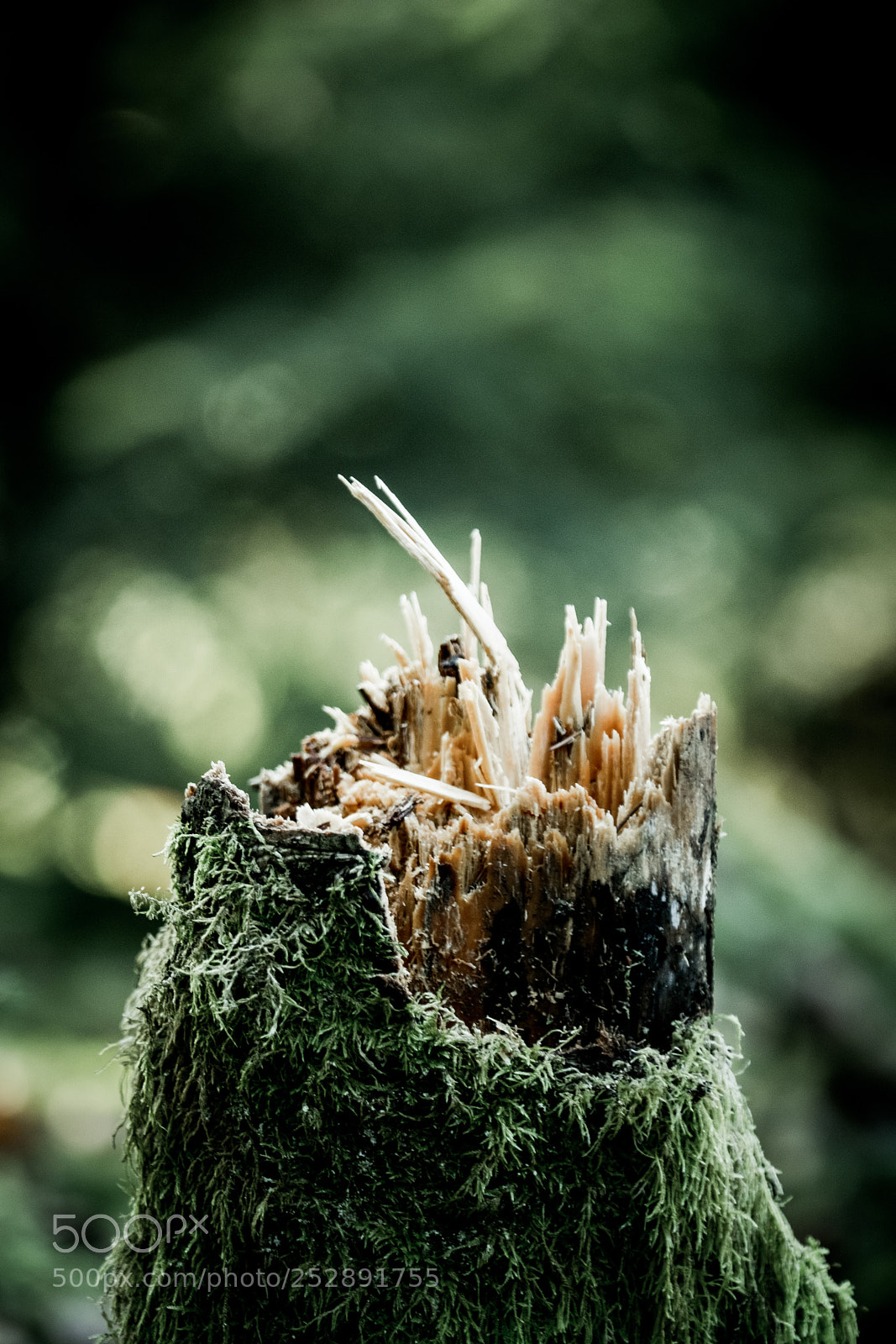 Fujifilm X-T2 sample photo. Nature sauvage photography