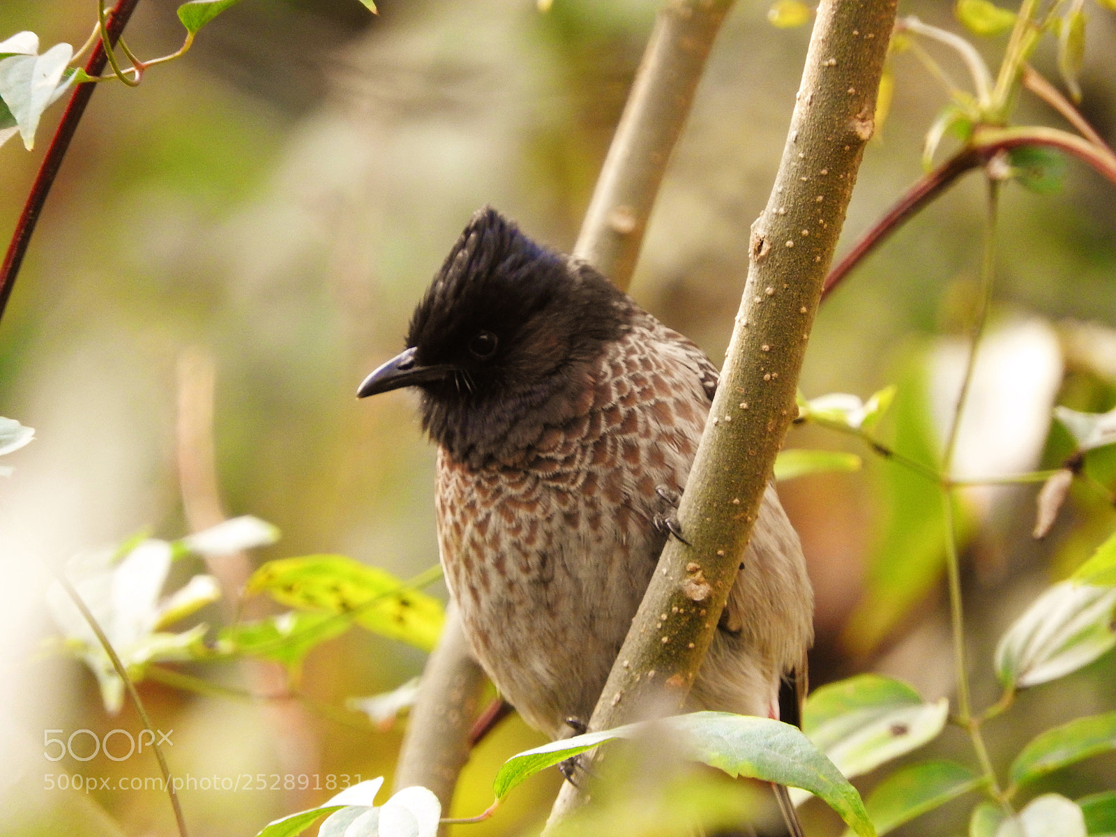 Nikon Coolpix P610 sample photo. Tiny feathers photography