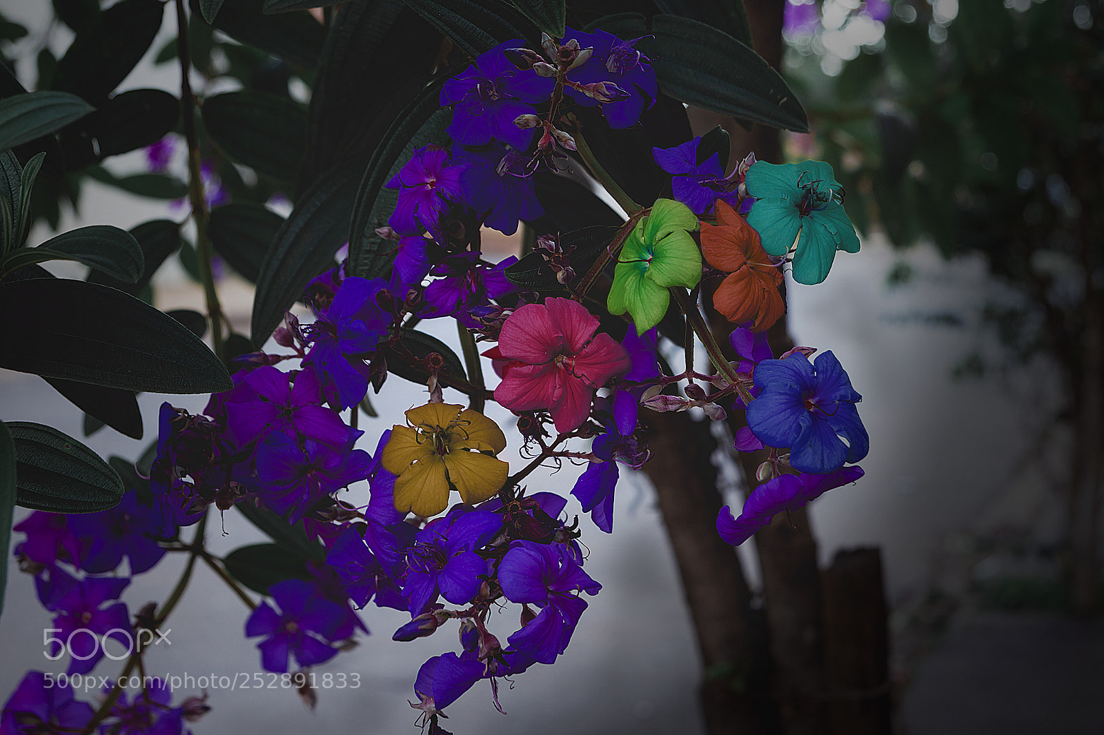 Canon EOS 700D (EOS Rebel T5i / EOS Kiss X7i) sample photo. Untitled photography