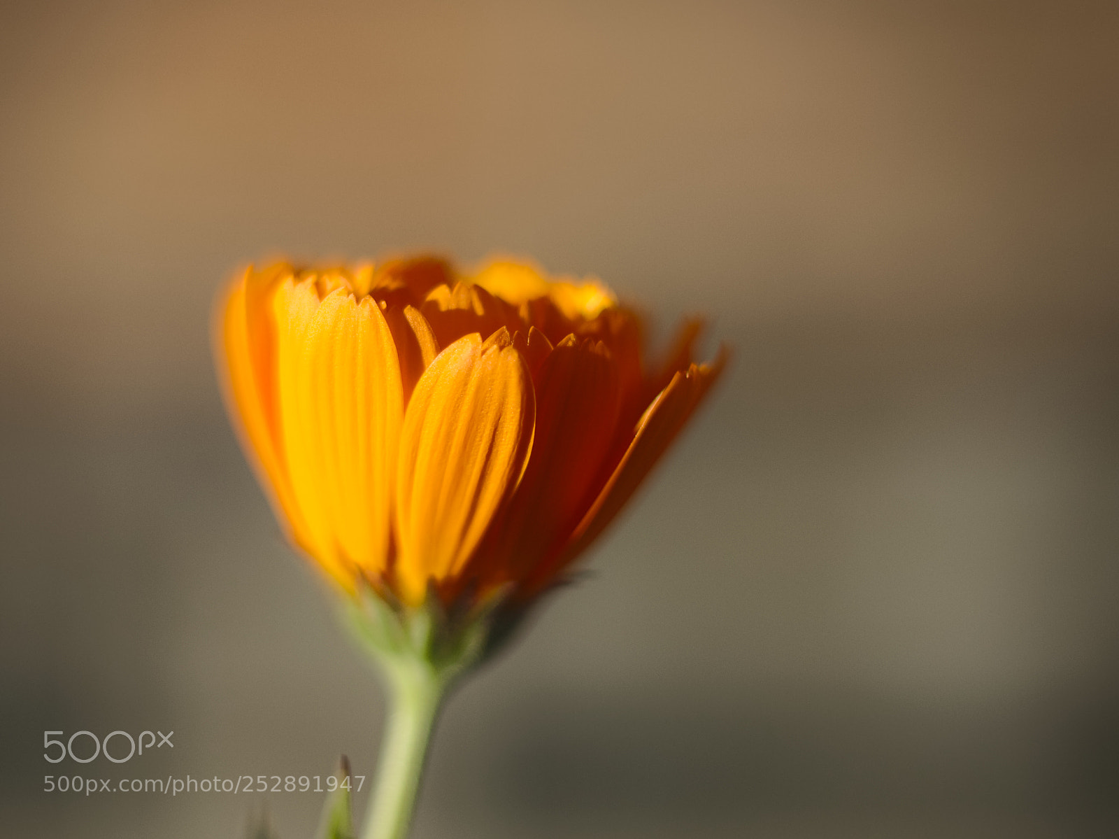 Canon EOS 70D + Canon EF 50mm F1.8 STM sample photo. Solare al sole photography