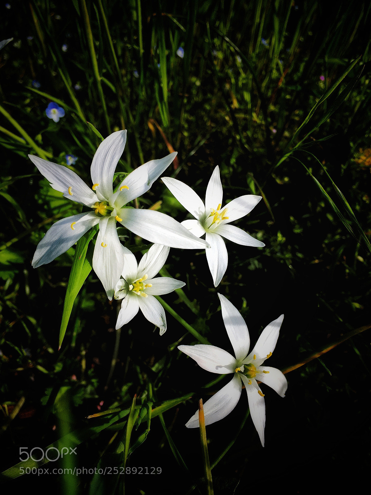 Apple iPhone 6s Plus sample photo. Untitled photography
