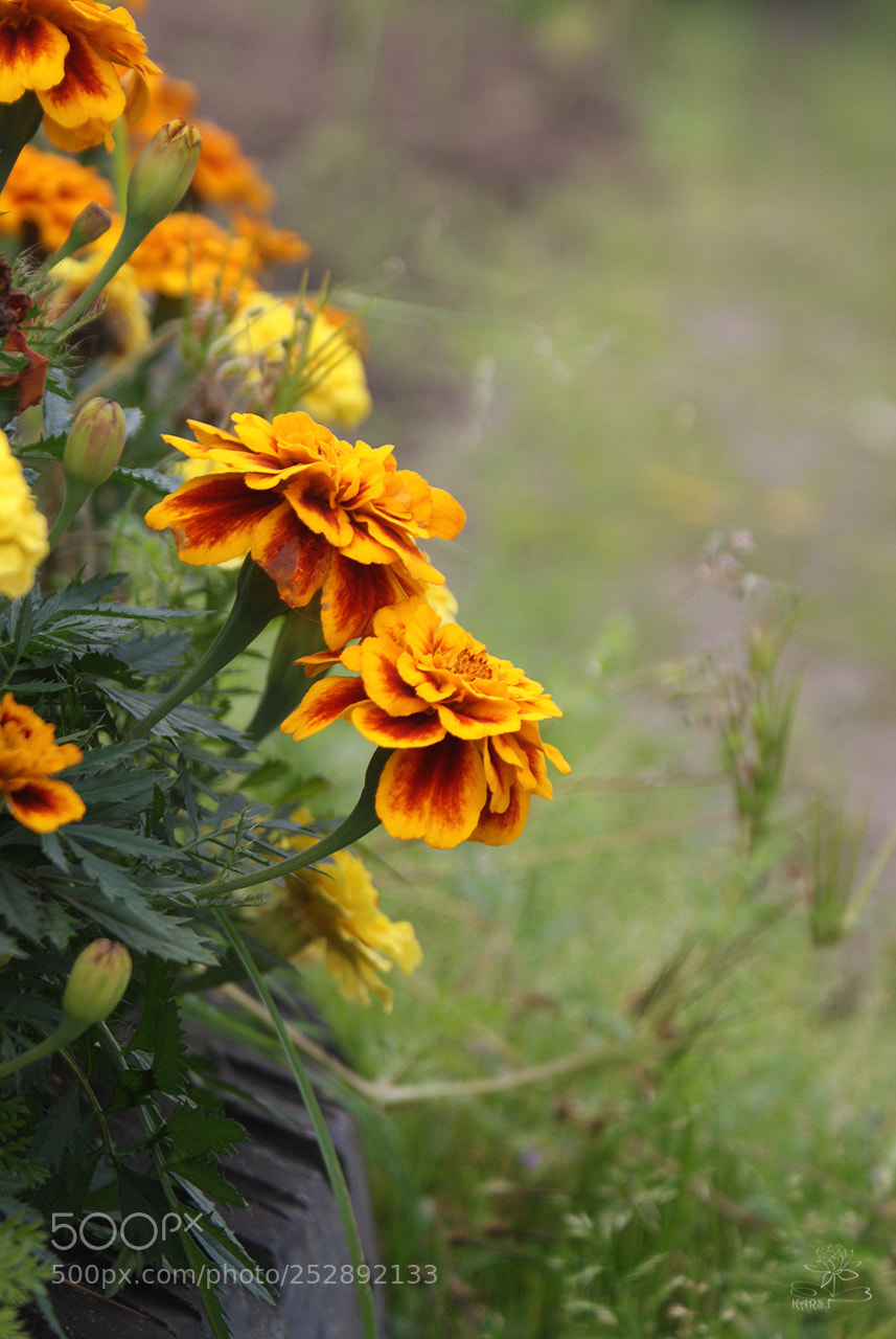 Sony Alpha DSLR-A200 sample photo. Marigold photography