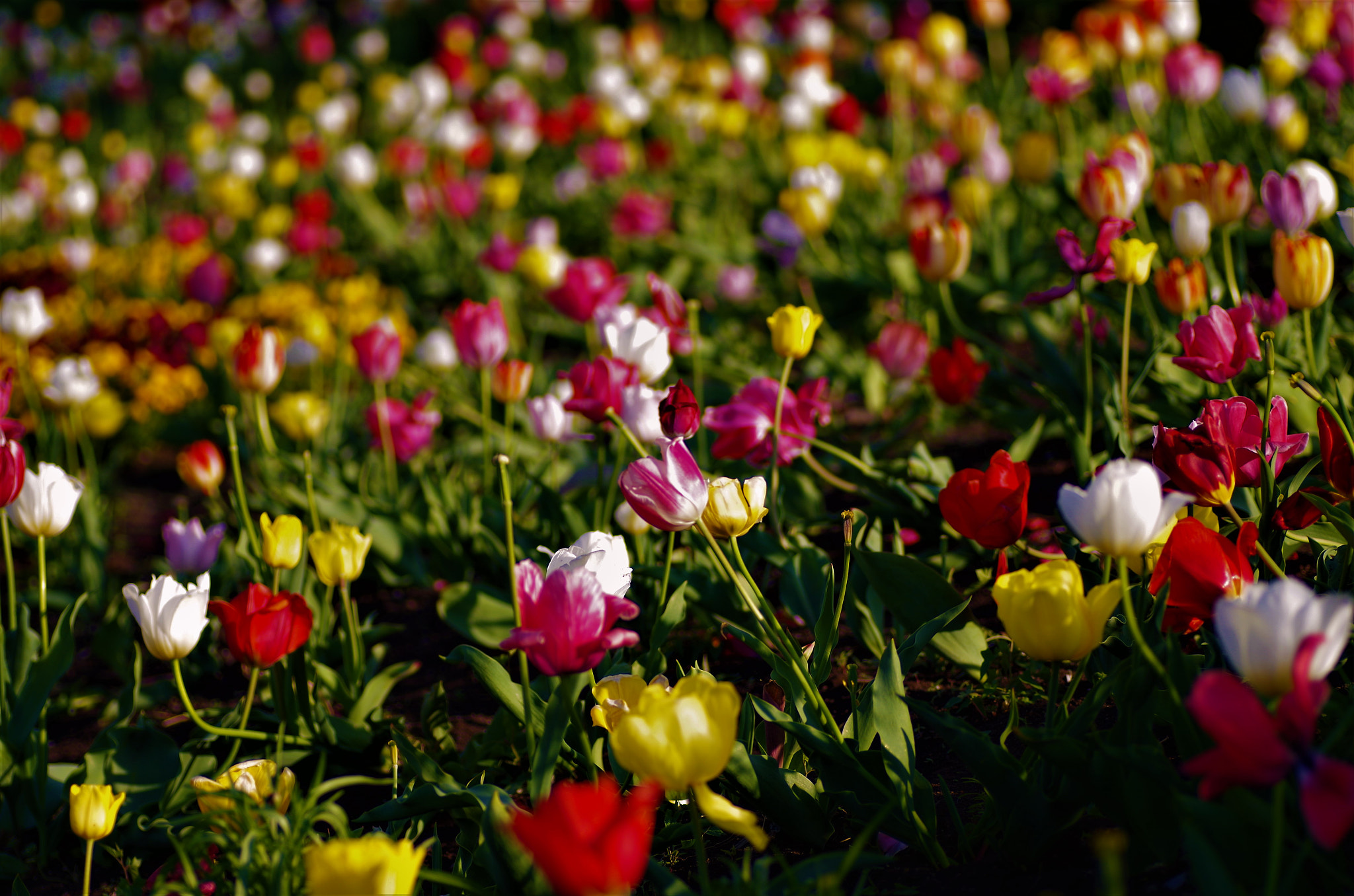 Pentax K-30 + Tamron SP AF 90mm F2.8 Di Macro sample photo. I'll find the individuality. photography